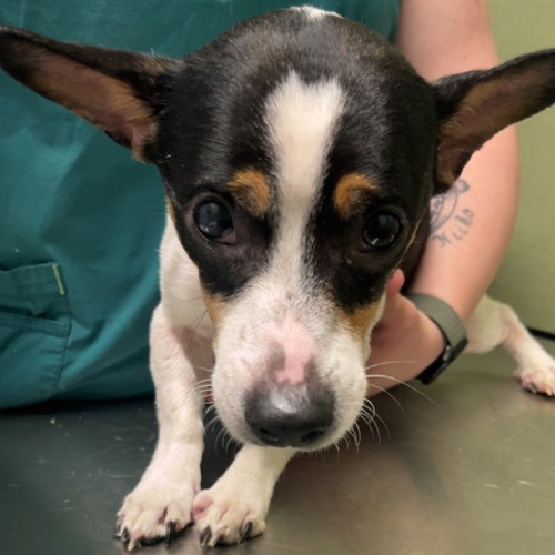 QUORA, an adoptable Chihuahua in Chico, CA