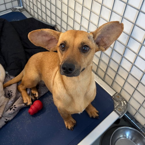 RAVEN, an adoptable Chihuahua in Chico, CA
