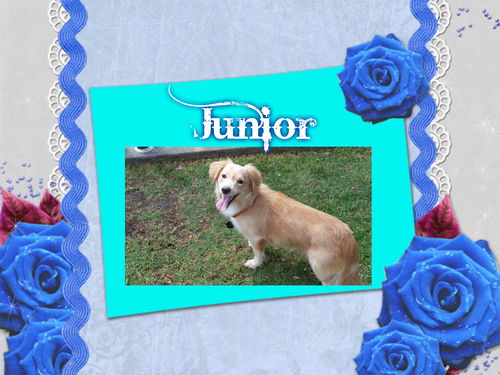 Junior