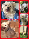 Wickett