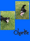 Charlie