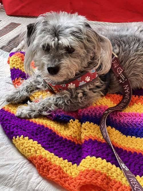 Dottie's puppy sweater