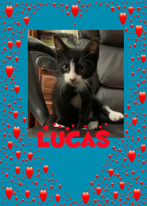 Lucas