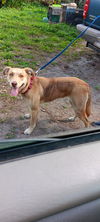 adoptable Dog in Tampa, FL named ALLIE