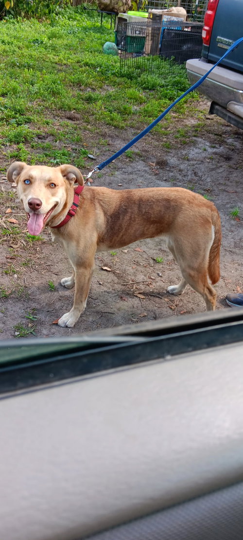 picture of the dog needing adoption