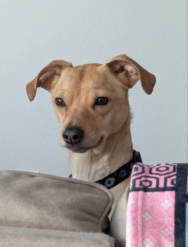 Peanut Butter Image