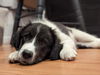 Snoopy