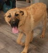 Mya