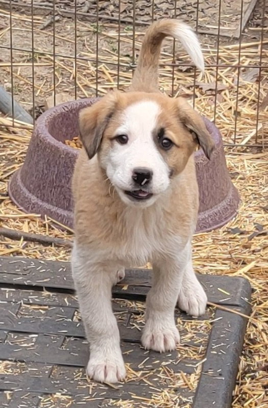 Dog for Adoption Ireland, a German Shepherd Dog in Desloge, MO Alpha Paw