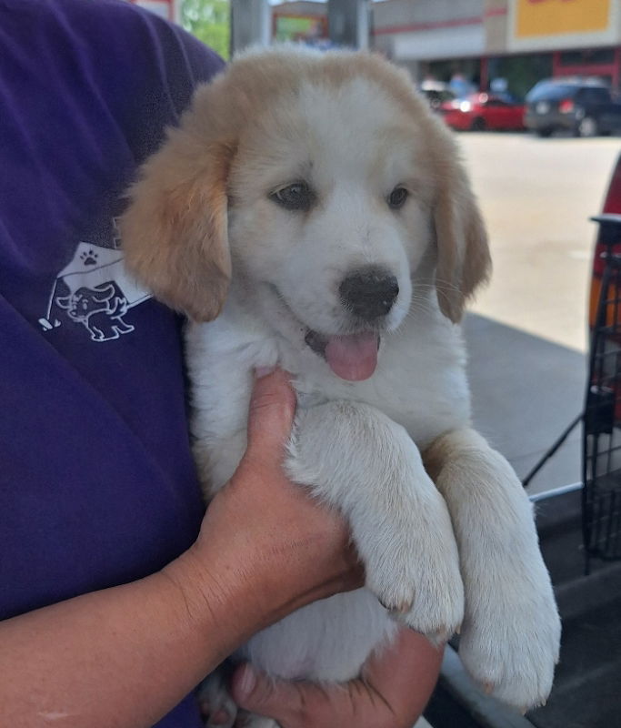 Dog adoption in House Springs, MO 63051: Hound / Great Pyrenees / Mixed ...