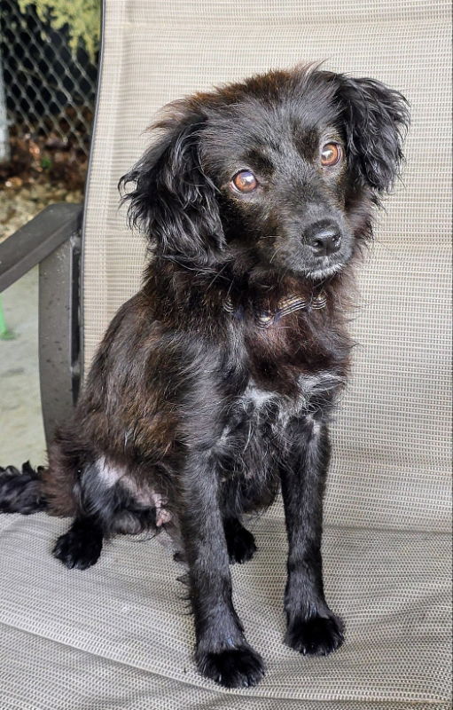 adoptable Dog in House Springs, MO named Daisy Mae