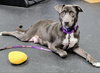 Gracie