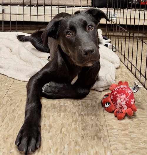 CINDY LOU WHO - Labrador Retriever available for adoption