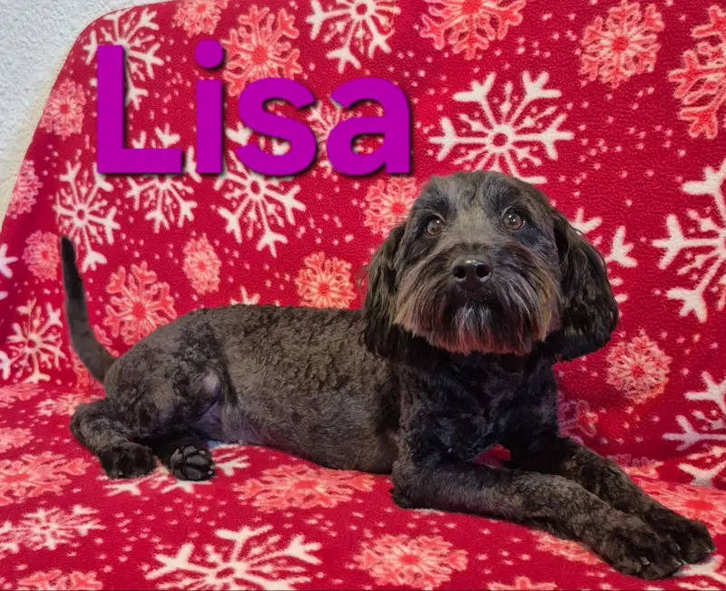 Lisa - Schnauzer