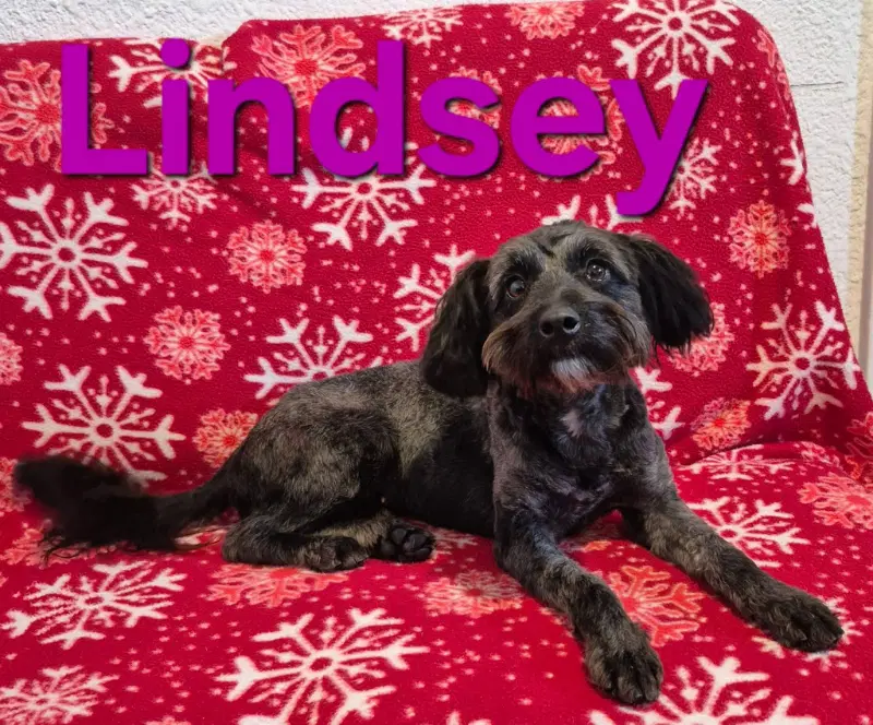 Lindsey - Schnauzer