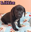 Lillia