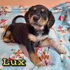 Lux