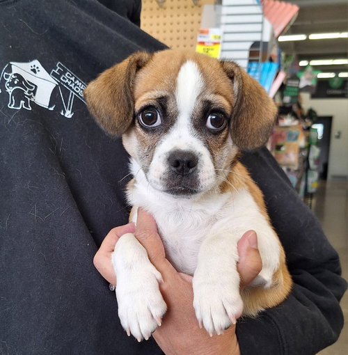 Niko, an adoptable Pekingese in Imperial, MO