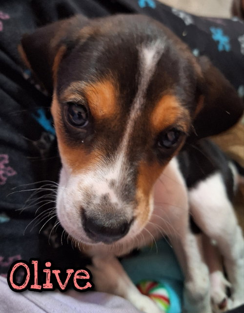 Olive