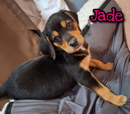 Jade
