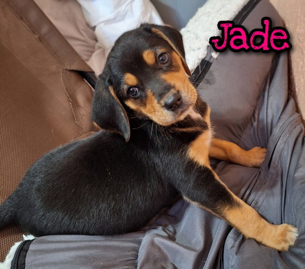 Jade