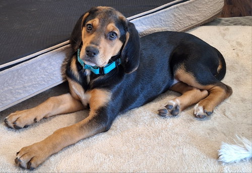 Jade, an adoptable Coonhound in Imperial, MO