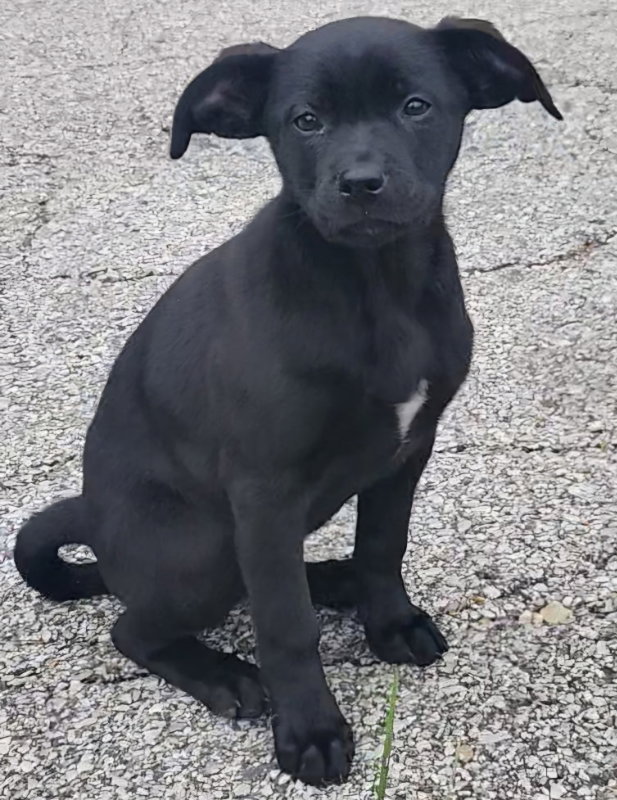 Onyx
