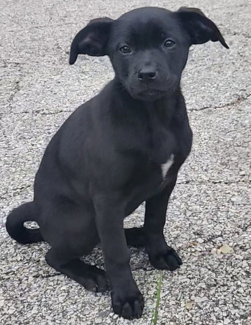 Onyx, an adoptable German Shepherd Dog in Imperial, MO