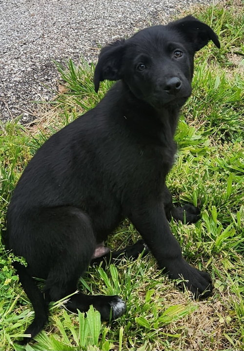 Coal, an adoptable German Shepherd Dog in Imperial, MO