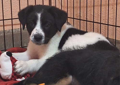 Static, an adoptable Unknown breed in Imperial, MO
