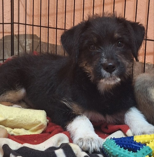 Fringe, an adoptable Unknown breed in Imperial, MO