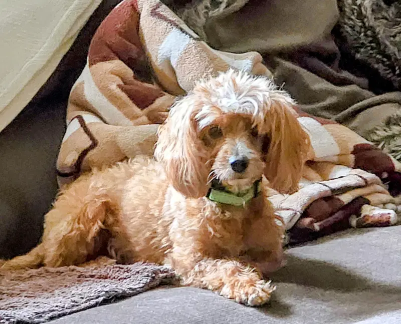 Lily - Cavalier King Charles Spaniel