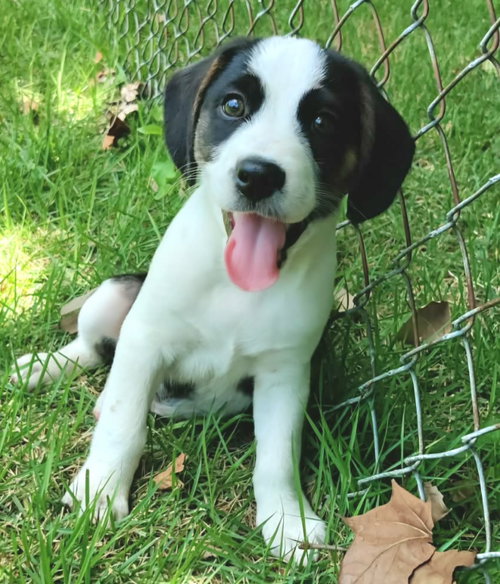 Ares, an adoptable Beagle in Imperial, MO