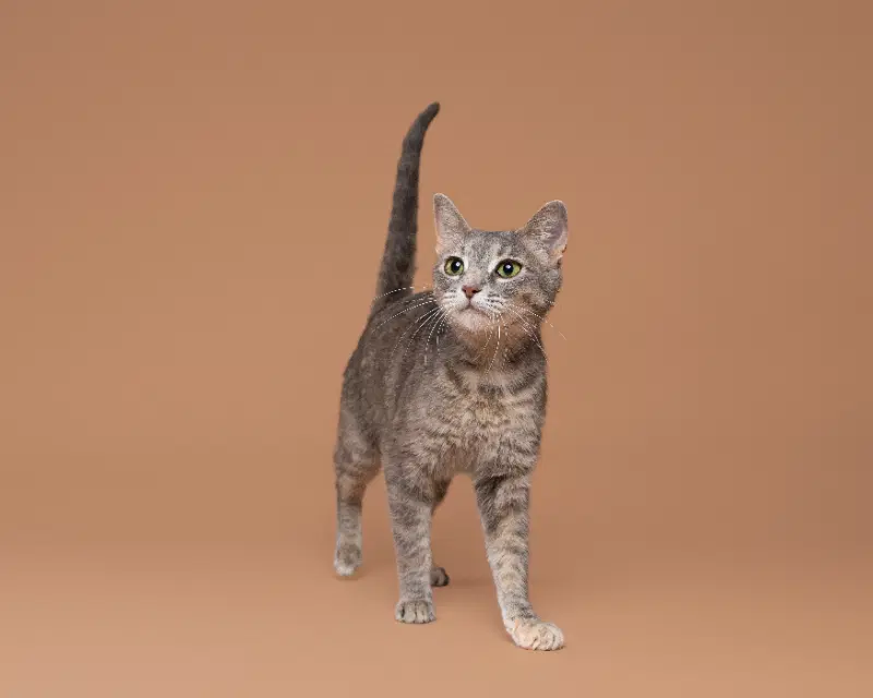 North - Domestic Short Hair