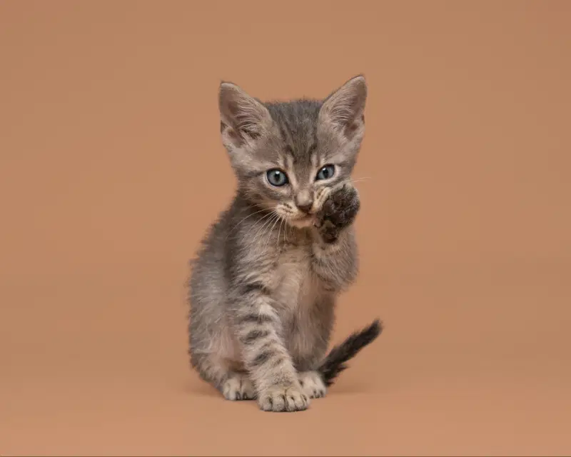 Able - Domestic Short Hair