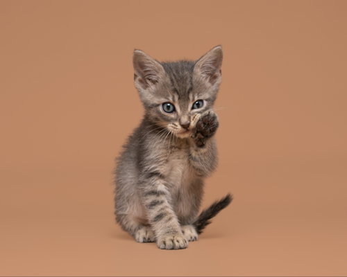 Able, an adoptable Domestic Short Hair in Imperial, MO