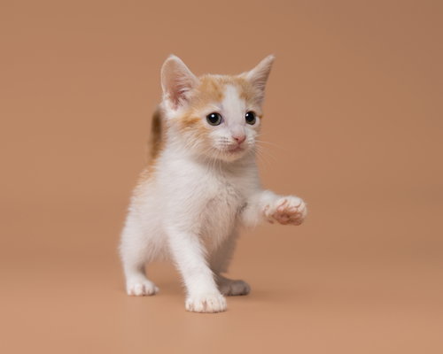 Lighthouse, an adoptable Domestic Short Hair in Imperial, MO