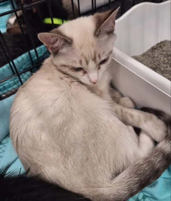 Honeybee - Domestic Short Hair