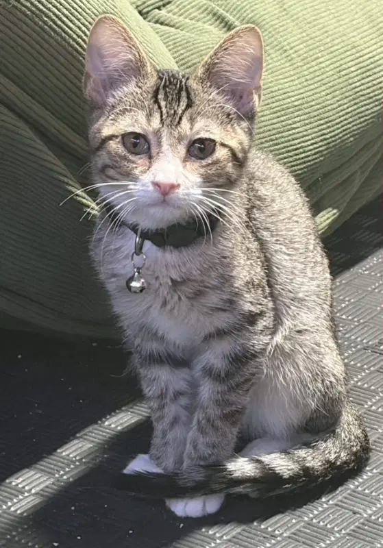 Brioche - Domestic Short Hair