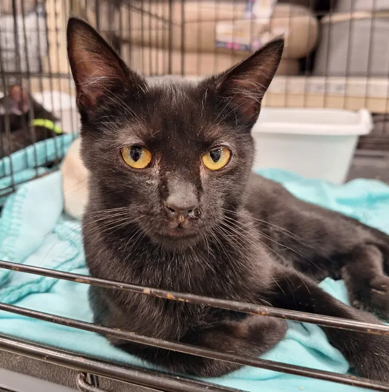 Ciabatta - Domestic Short Hair