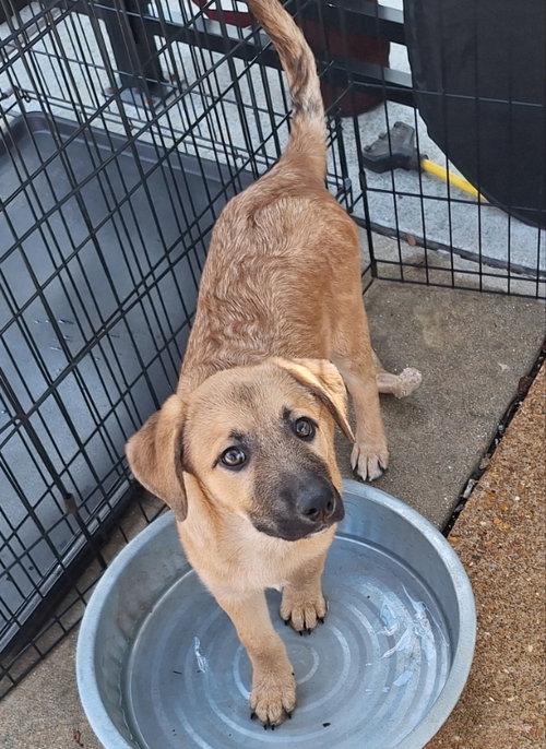 Sahara, a dog for adoption from Camp Chaos Puppy Rescue