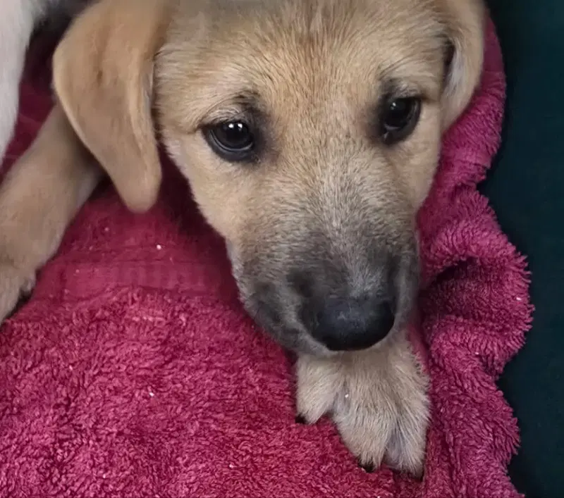 Ray - Labrador Retriever