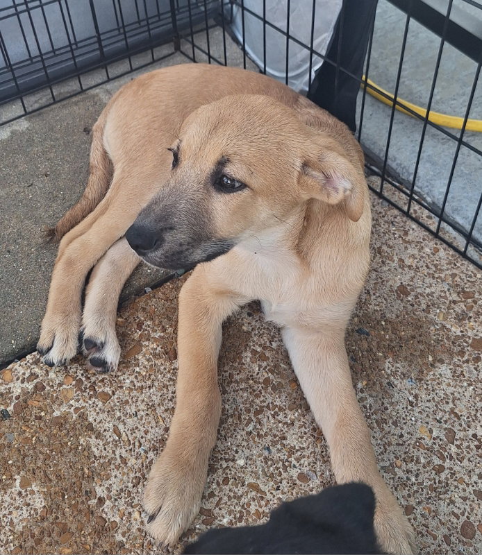 Ray, Labrador Retriever