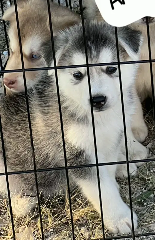 Syrah - Husky