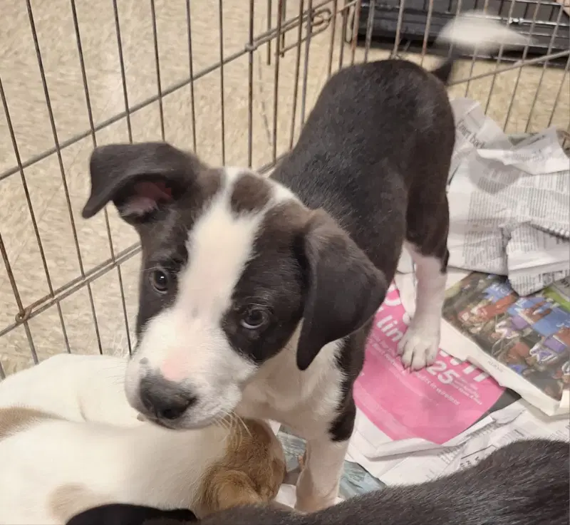 Booboo - Border Collie