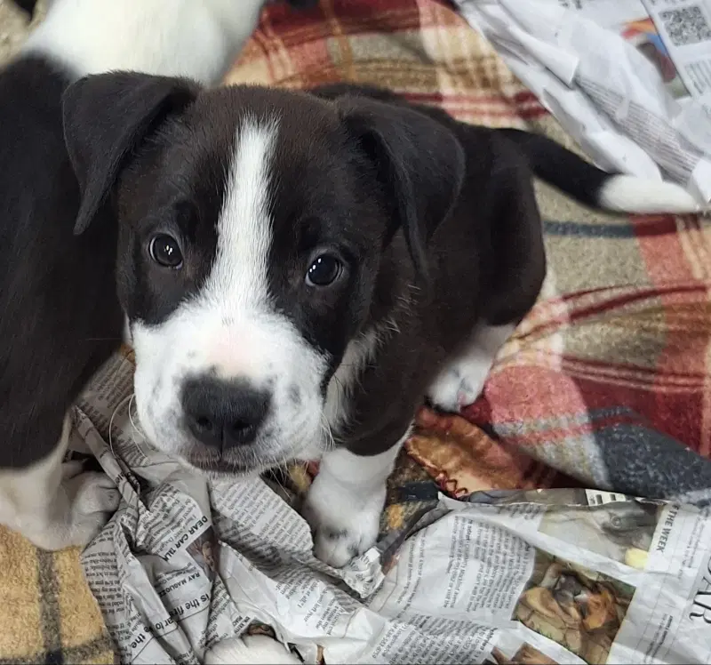 Burton - Border Collie