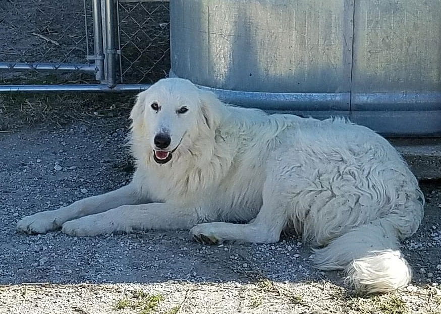 Maremma and hot sale great pyrenees