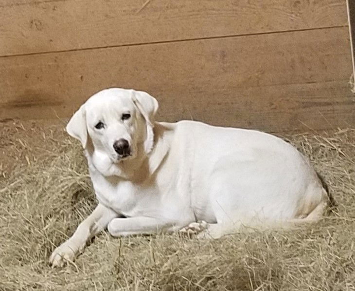 Anatolian best sale lab mix