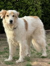 Nell - Photo 3