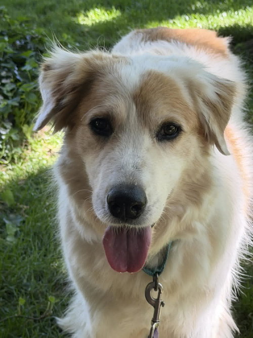 NELL - Great Pyrenees / Brittany available for adoption